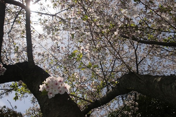 お花見桜
